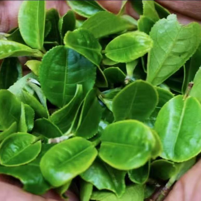 小玉源头茶叶