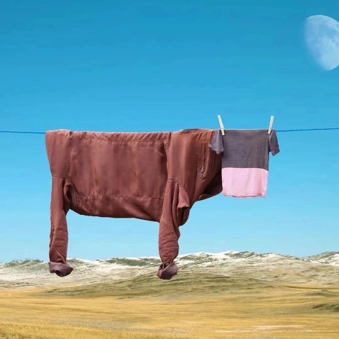 张可可