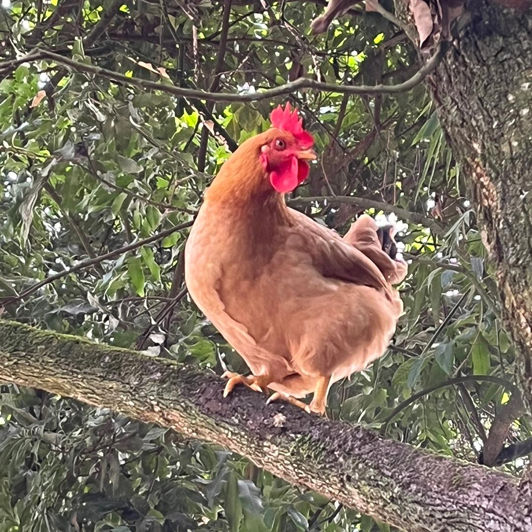 发仔生态鸡
