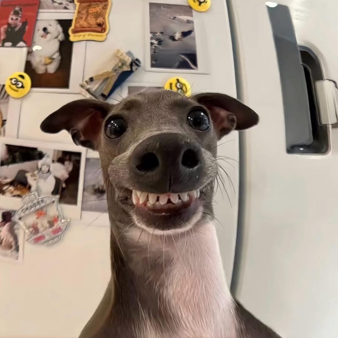 哈哈哈h.