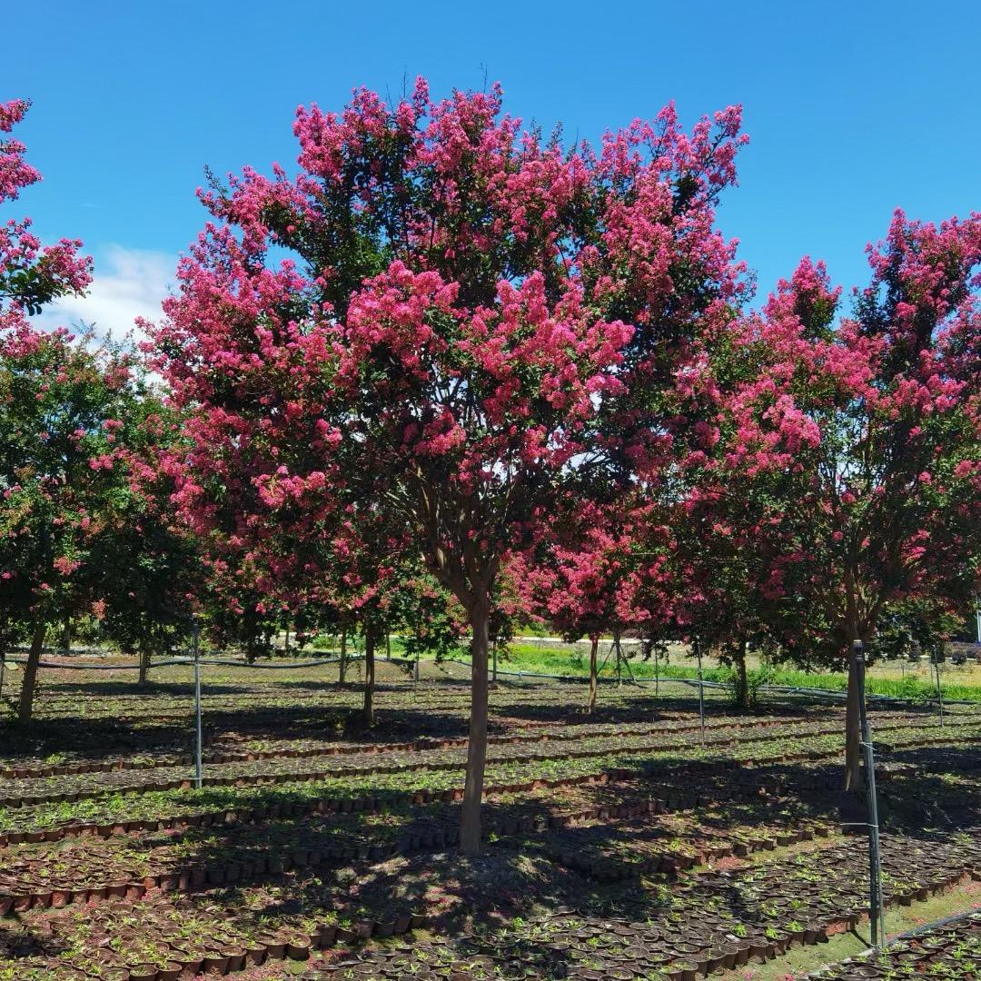 都江堰市正升园艺