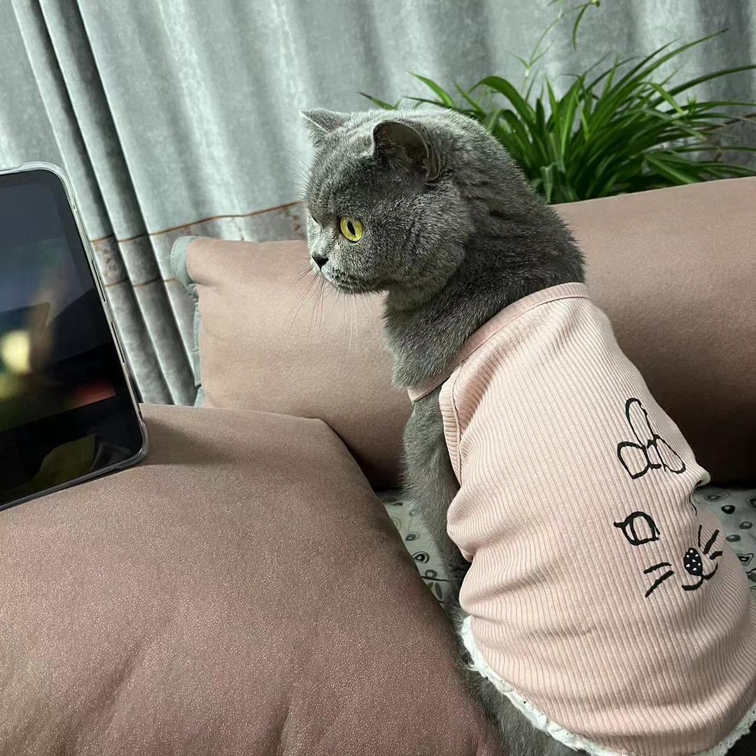 淡若清风