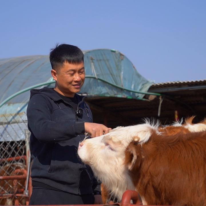 东北牛经纪【吴哥】