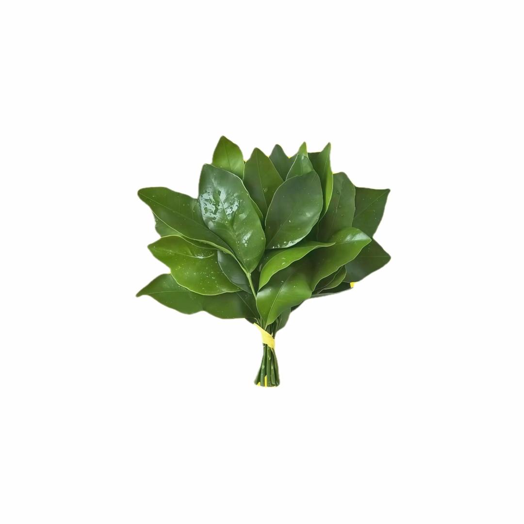 小岛来信