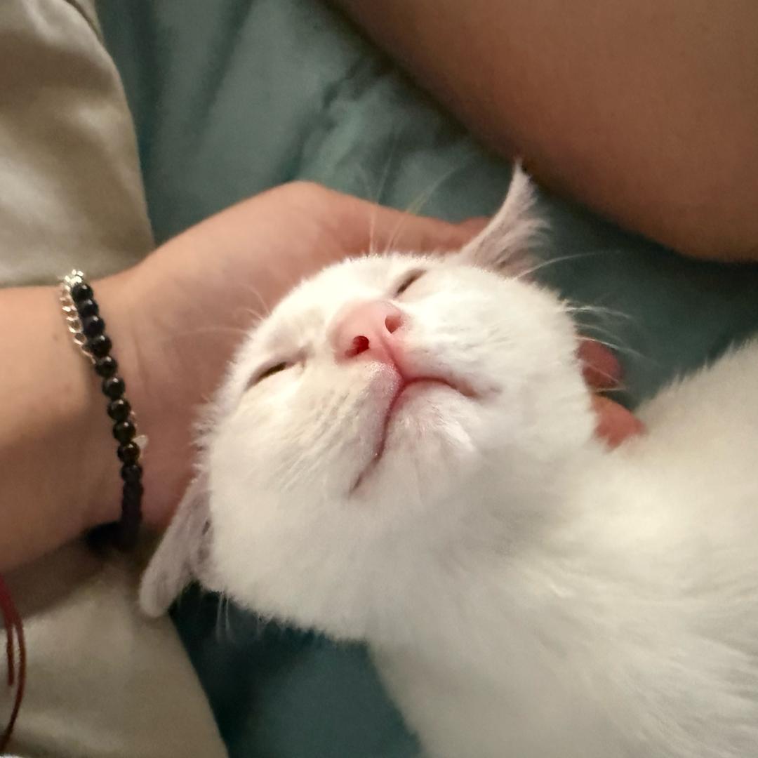 糖豆