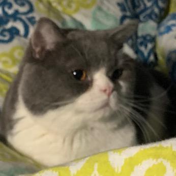 凤梨猫