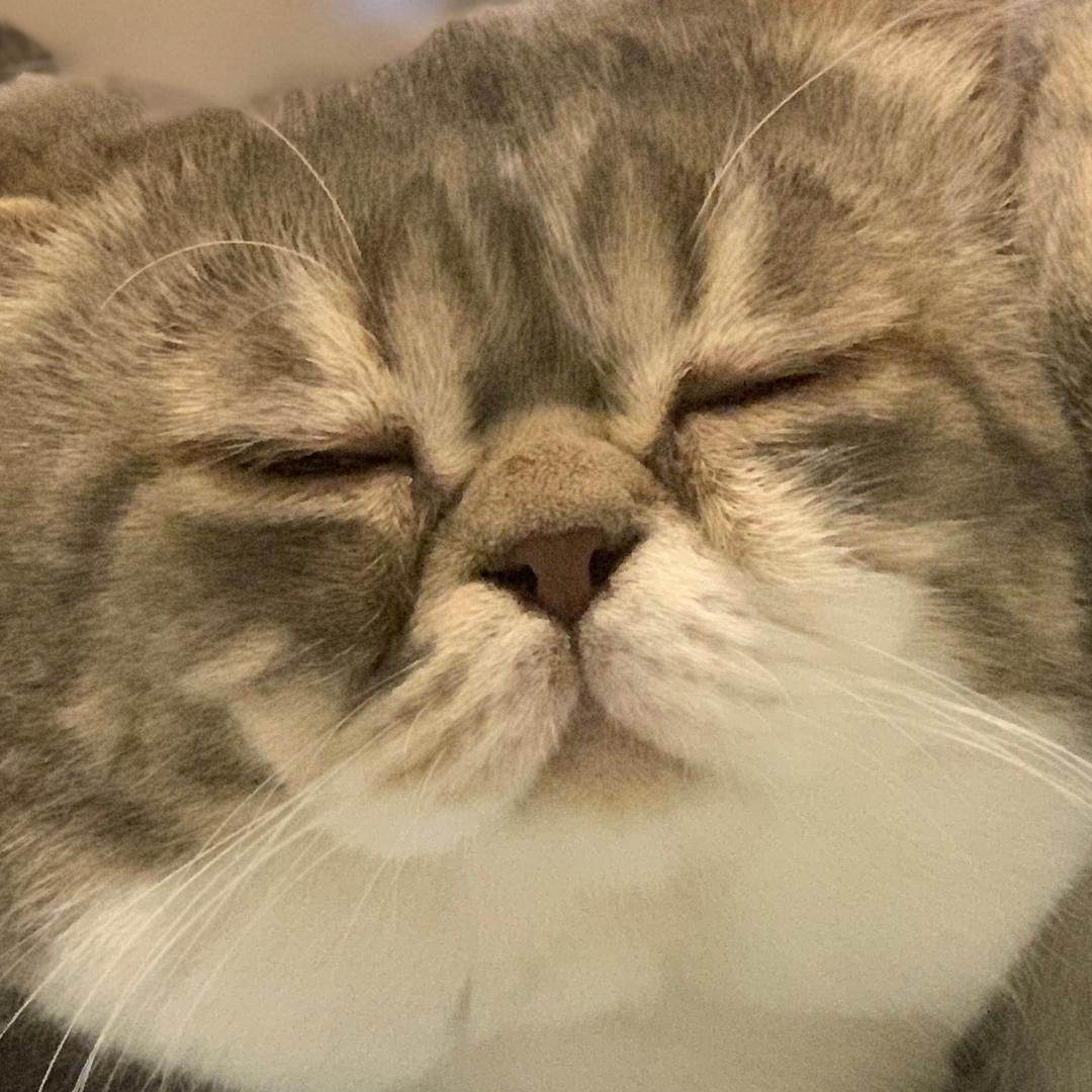白沢