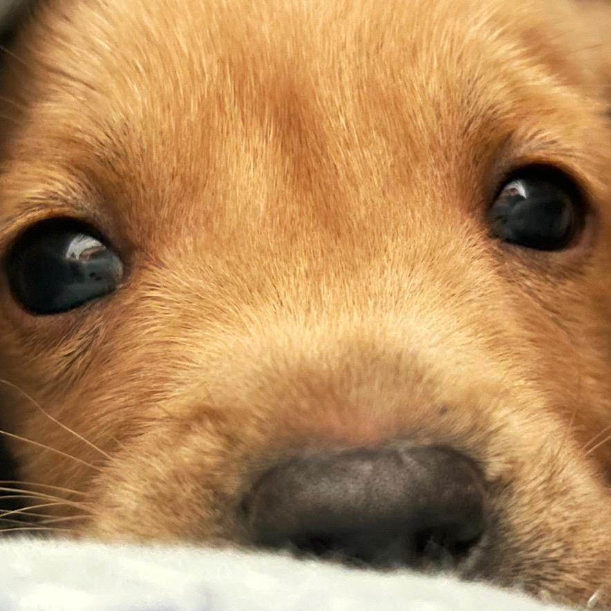 二郎神犬