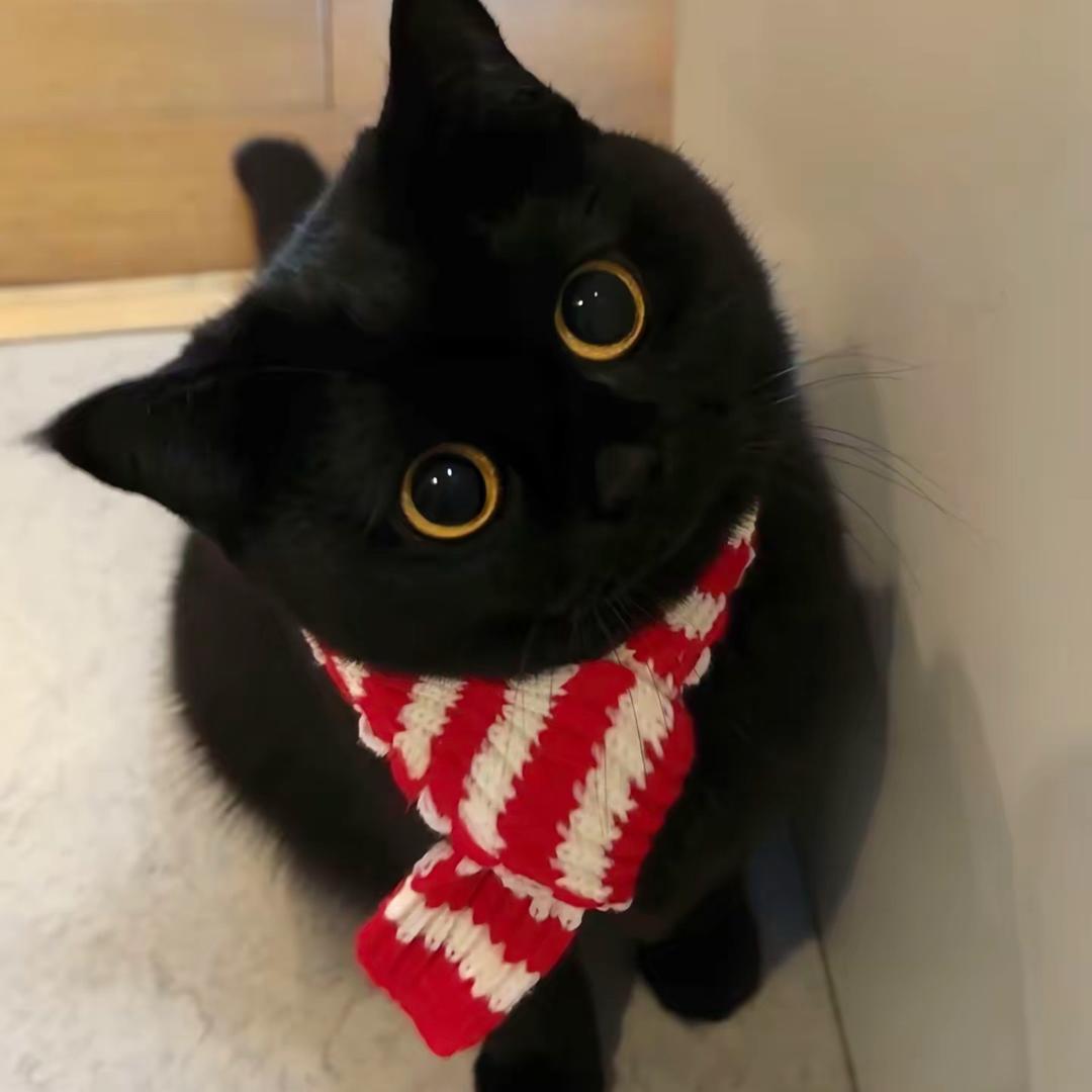 心心是个大帅哥