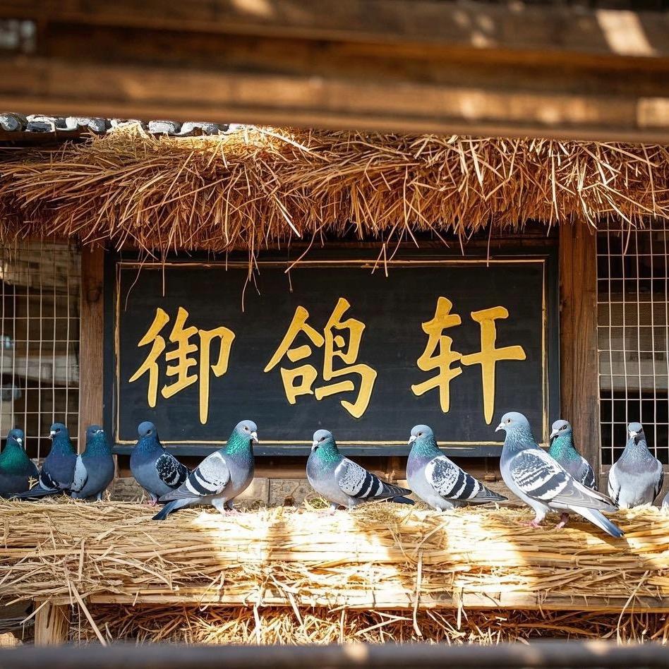 御鸽轩 鸽业