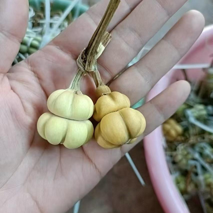 六盘葫芦