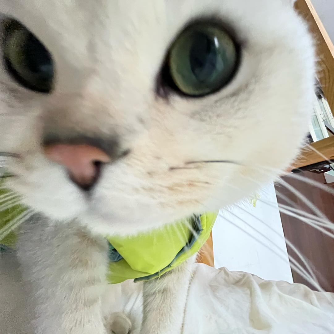 小咪不是犟种猫