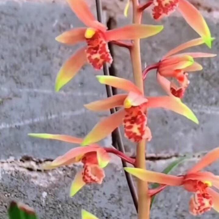 悦兰苑