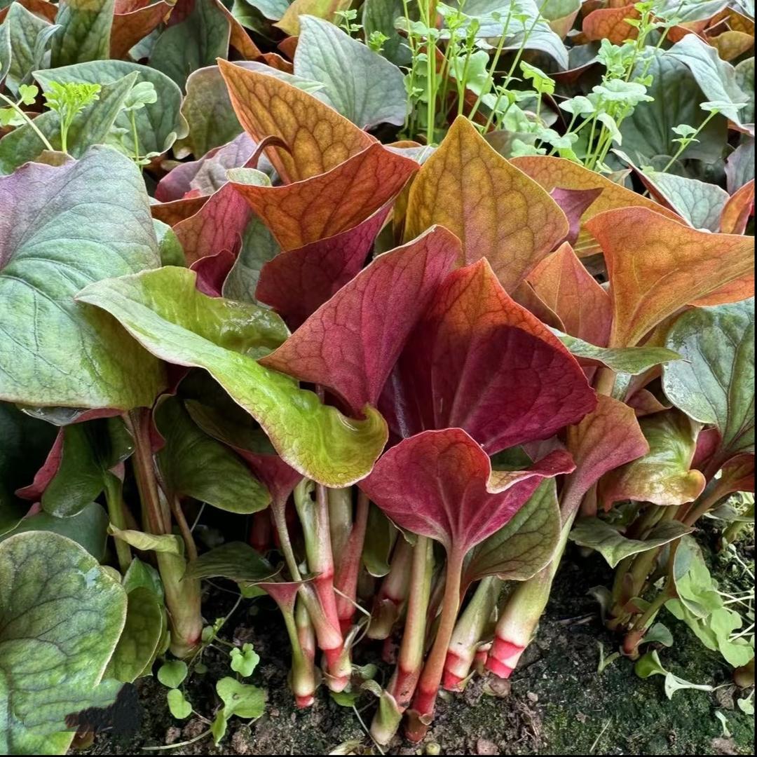 广汉谷小满农品小铺