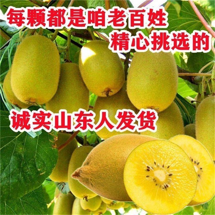 惠哲果树苗木专营店