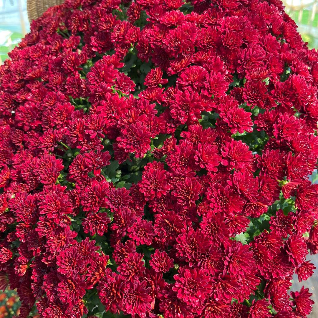 湖欣亭花卉