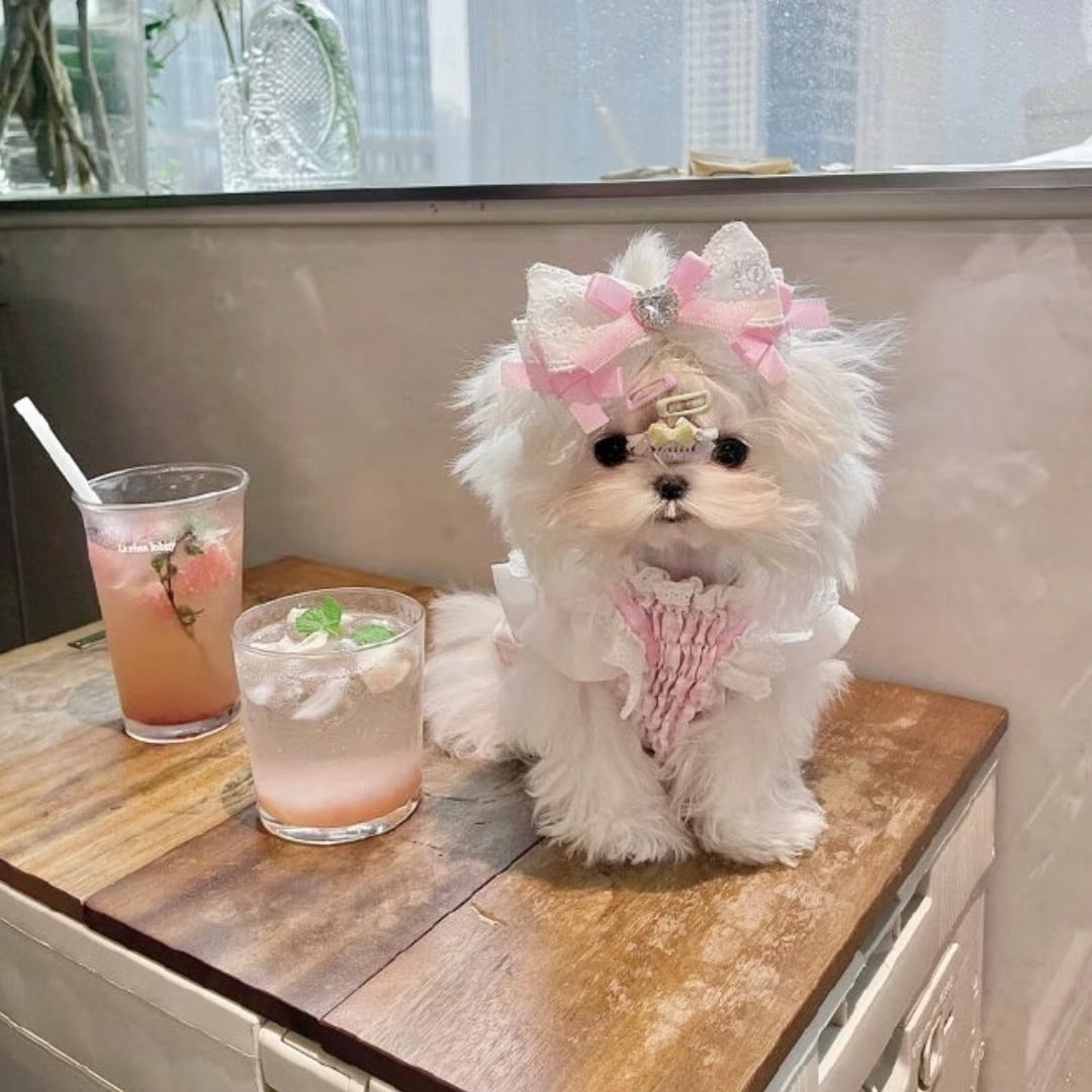 车车🧸