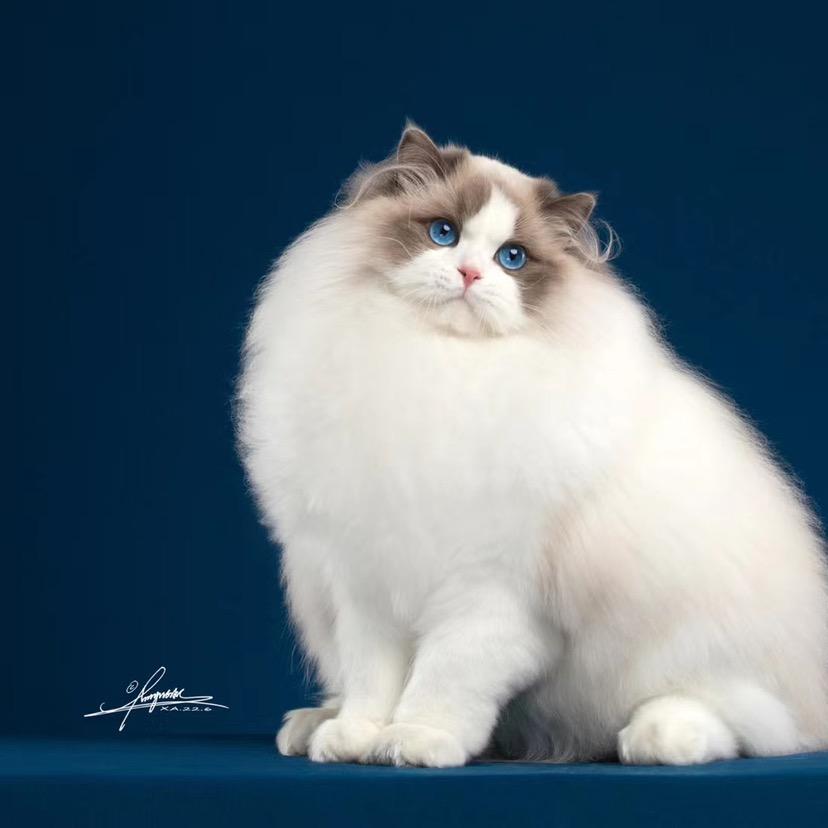 白米饭布偶猫