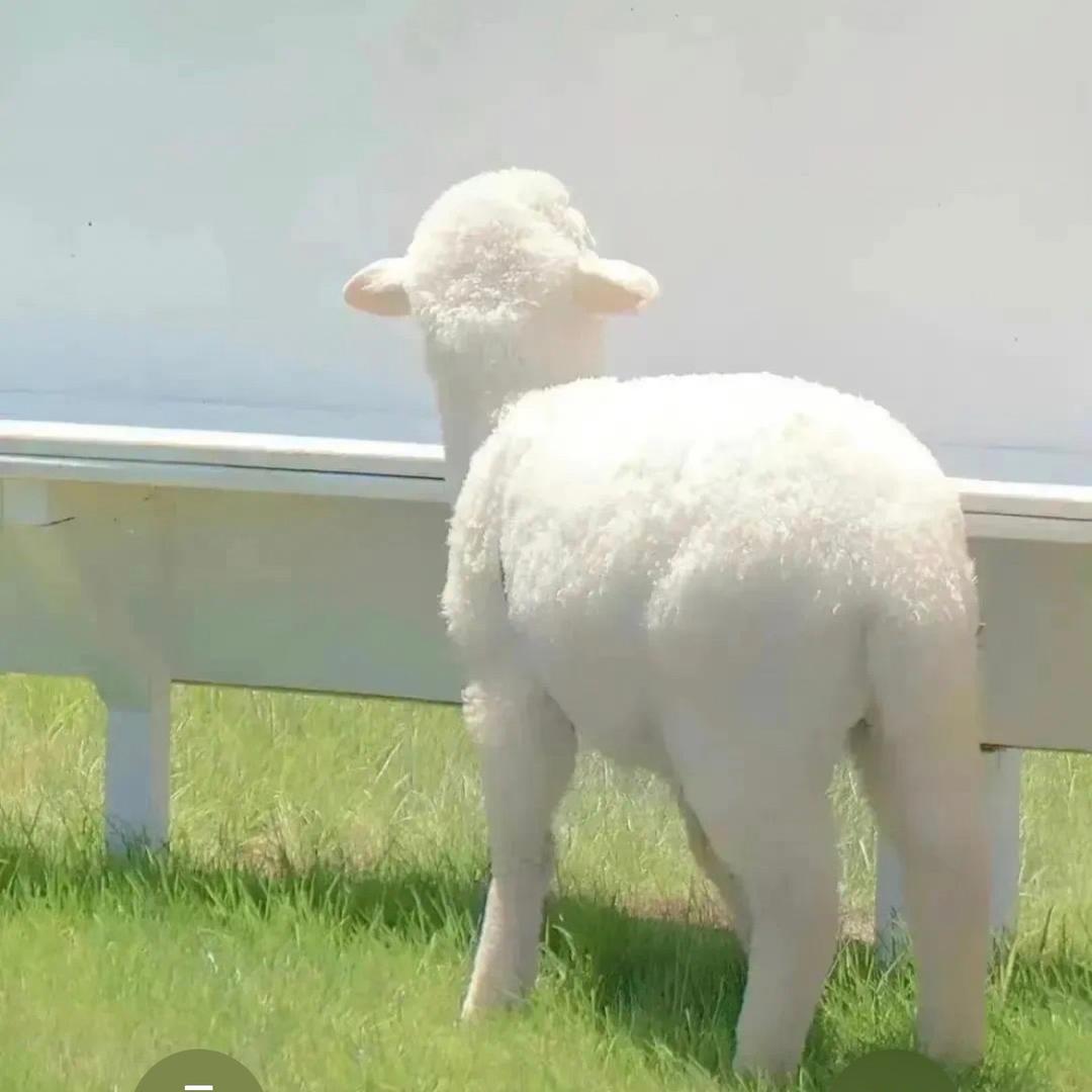 小羊羊