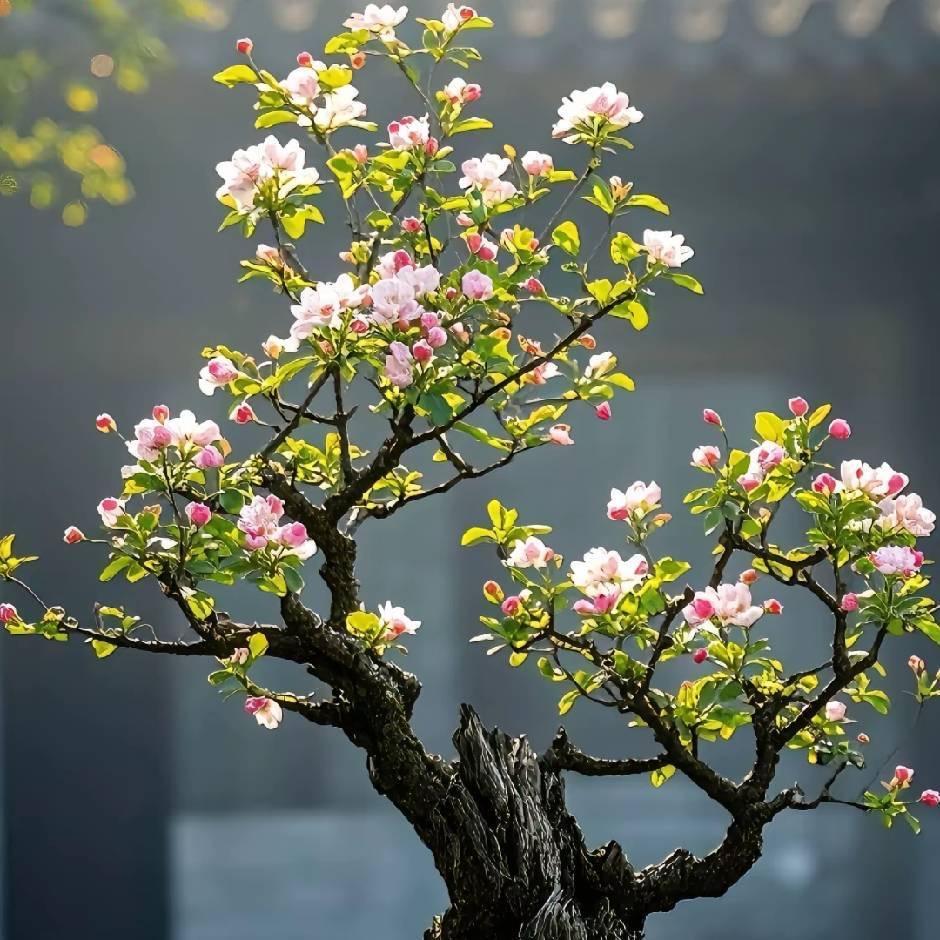 宏大桂花海棠花卉基地