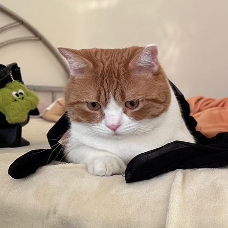 柿子与猫