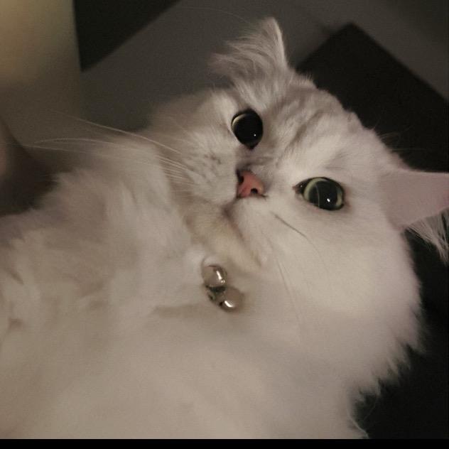 邱1