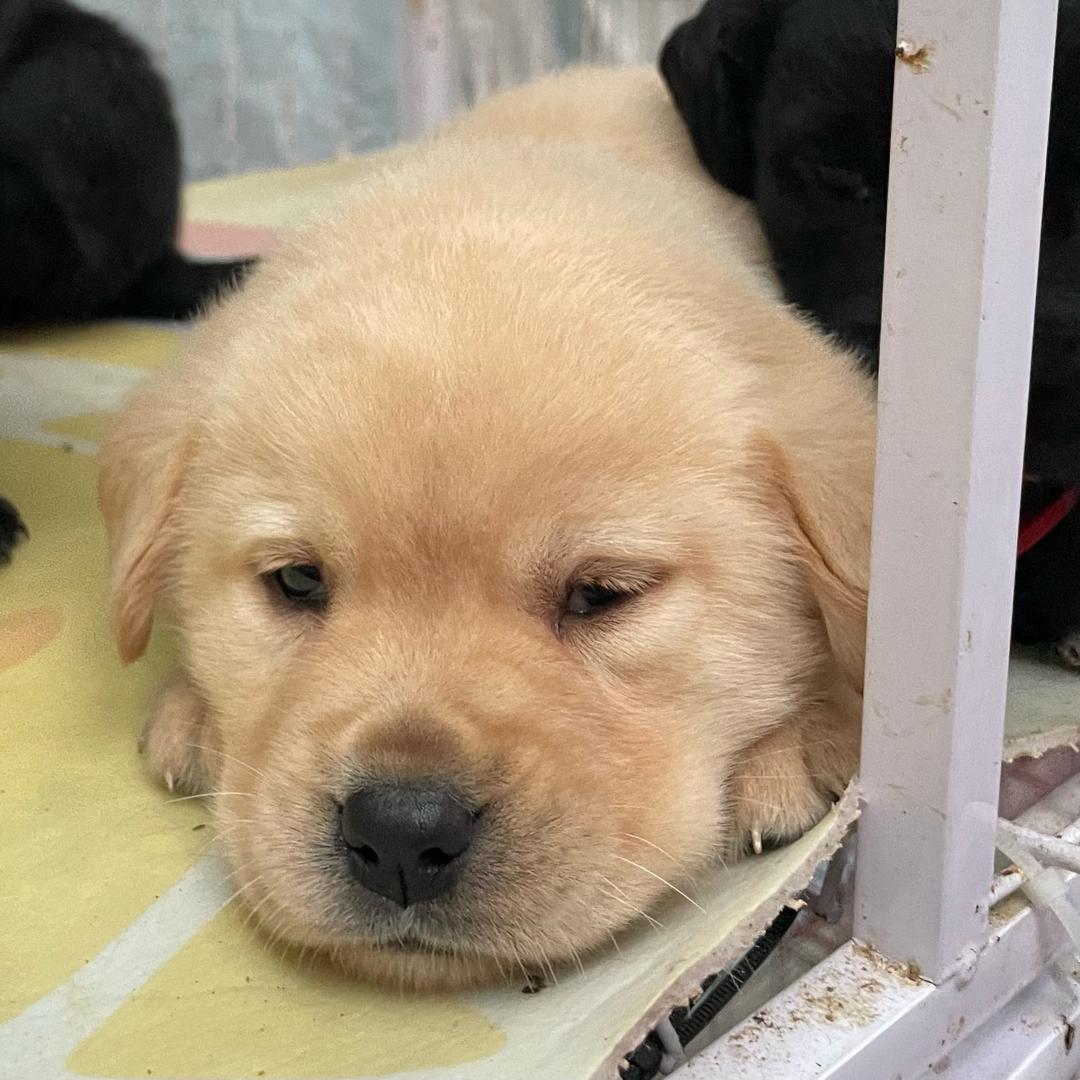 六六的宠物会所