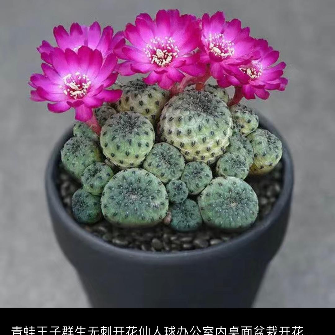 鑫琳花卉工作室