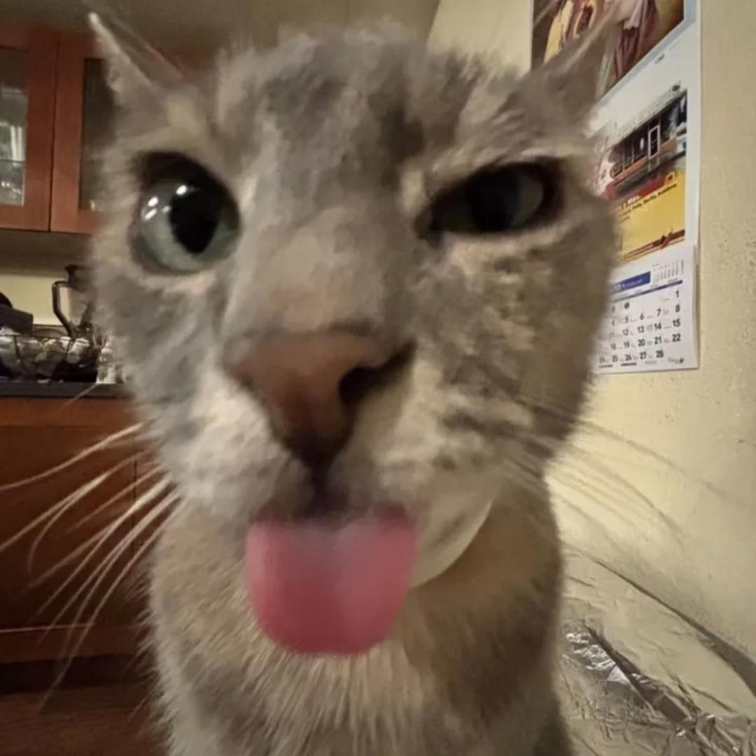 情绪价值.（展示猫肝