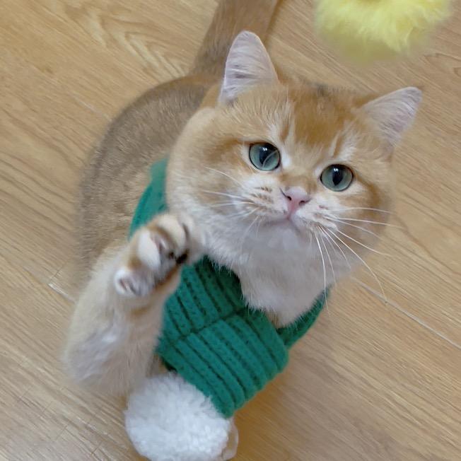 饭团和汤圆🐱