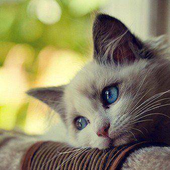 我是一只小小🐦