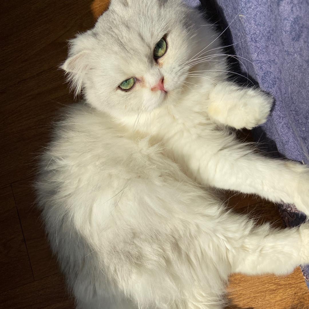 🌸       66和她的16只猫🐱