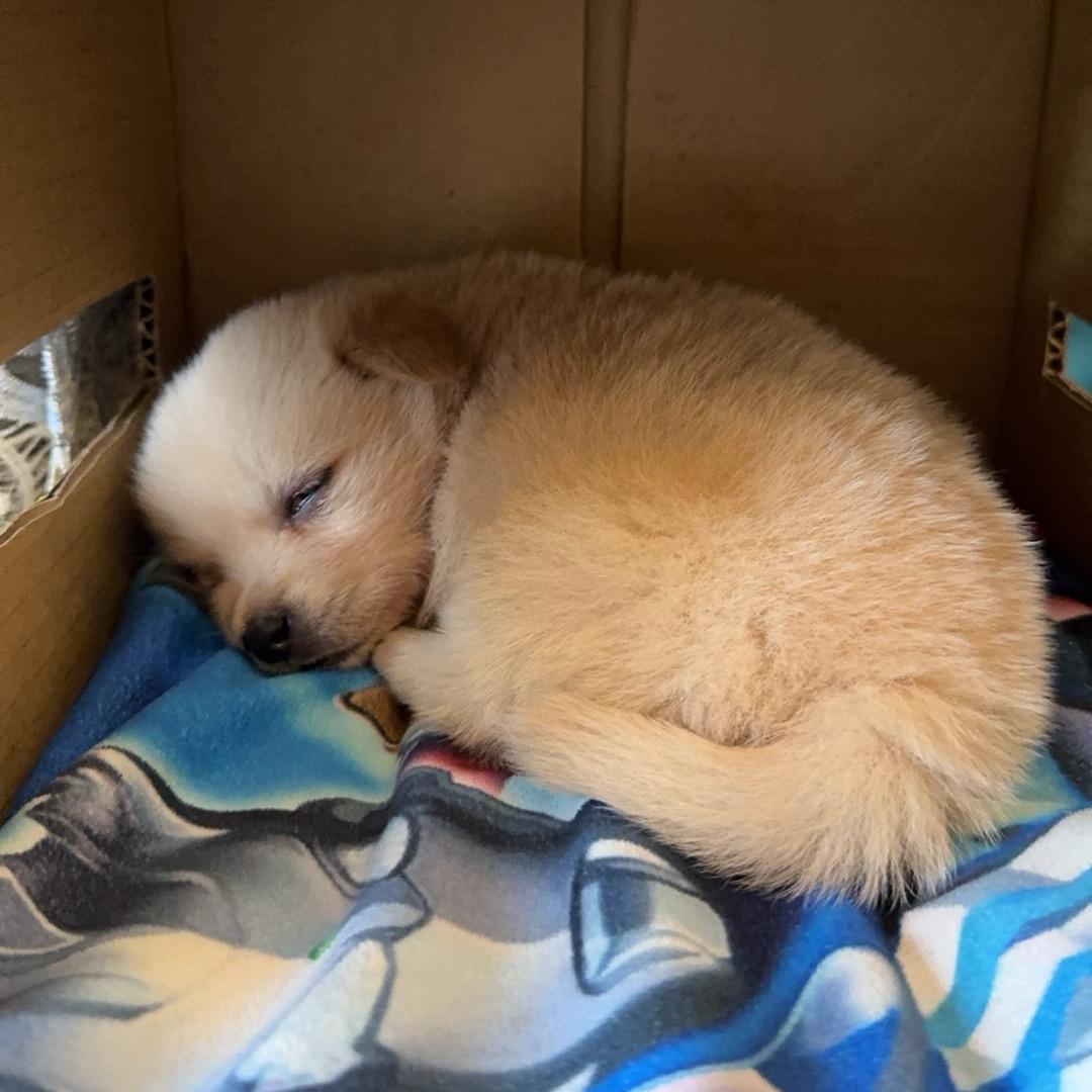 捡了一条🐶叫钢铁虾