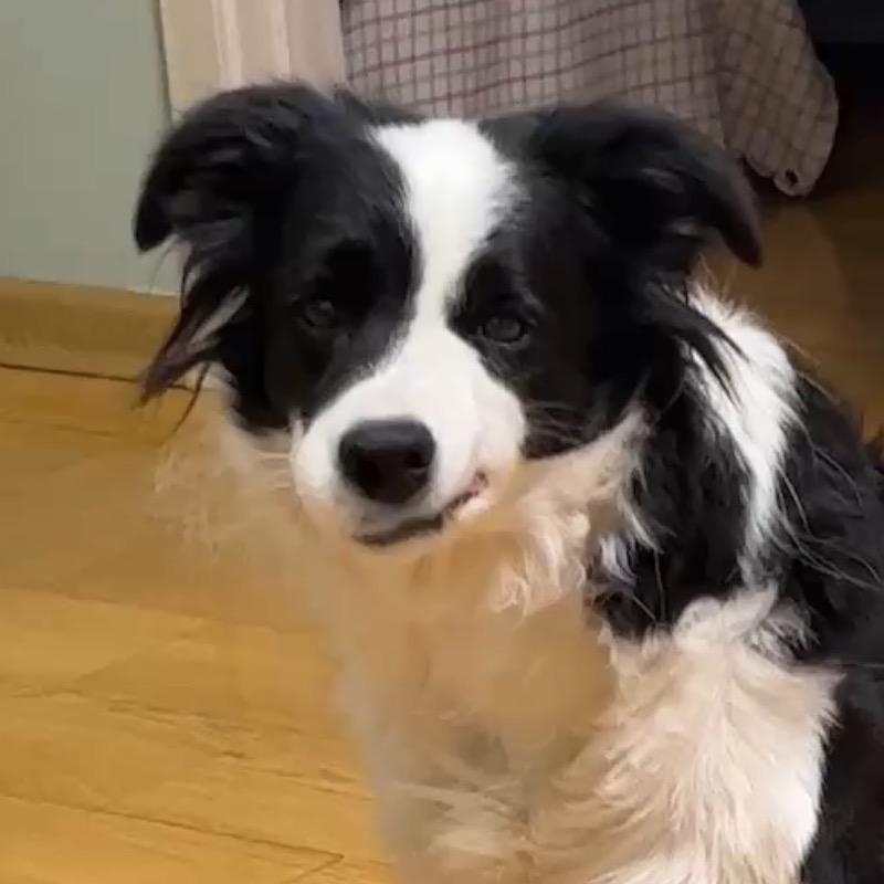 汪汪上大分🐶(西北刀客)