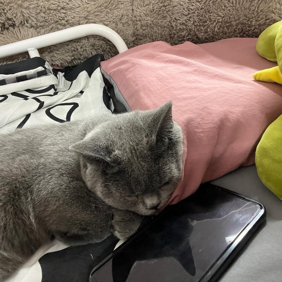 🌈✨迷糊糊糊糊子