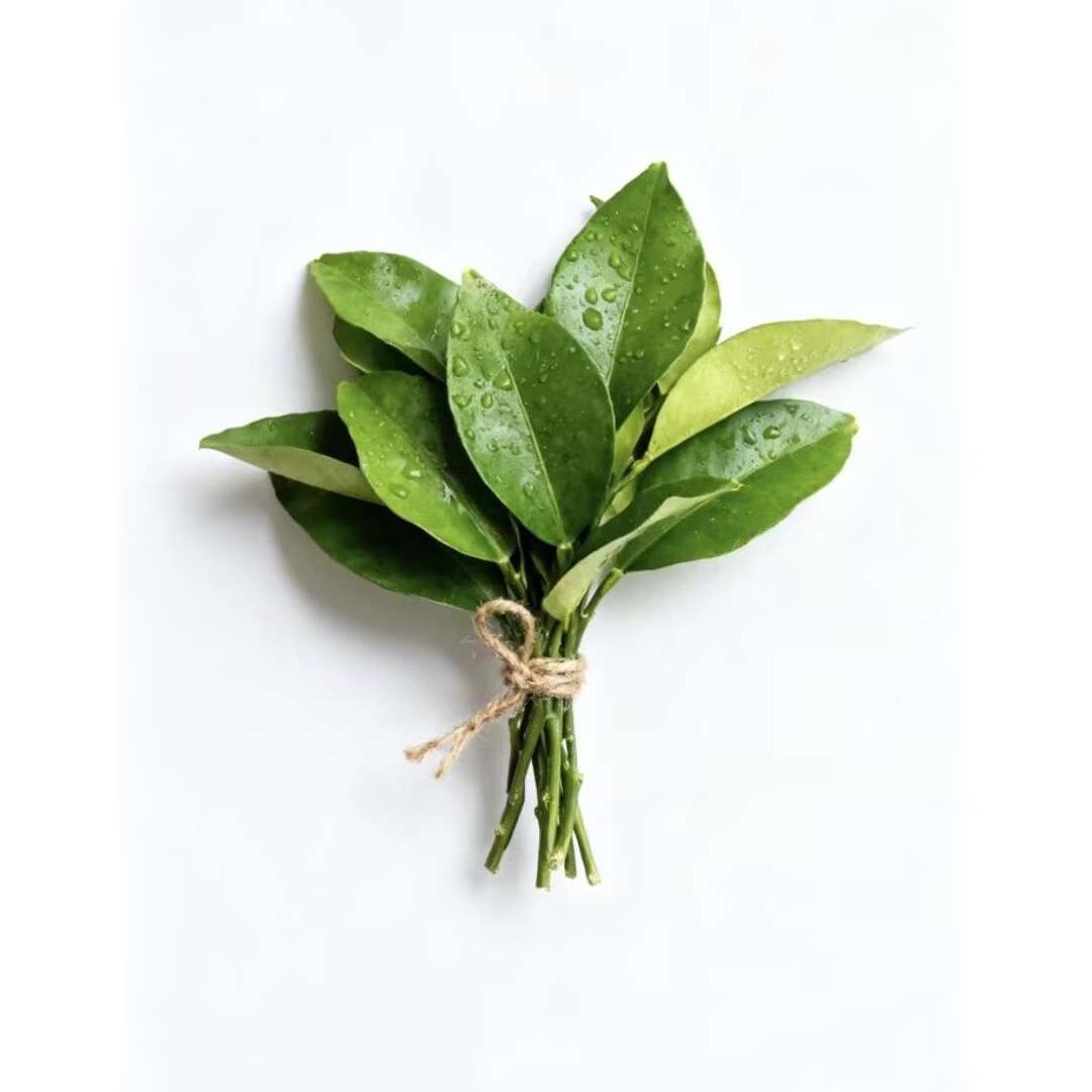 蒂通-沐沐向钱看