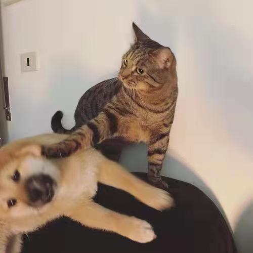 小猫主宰我