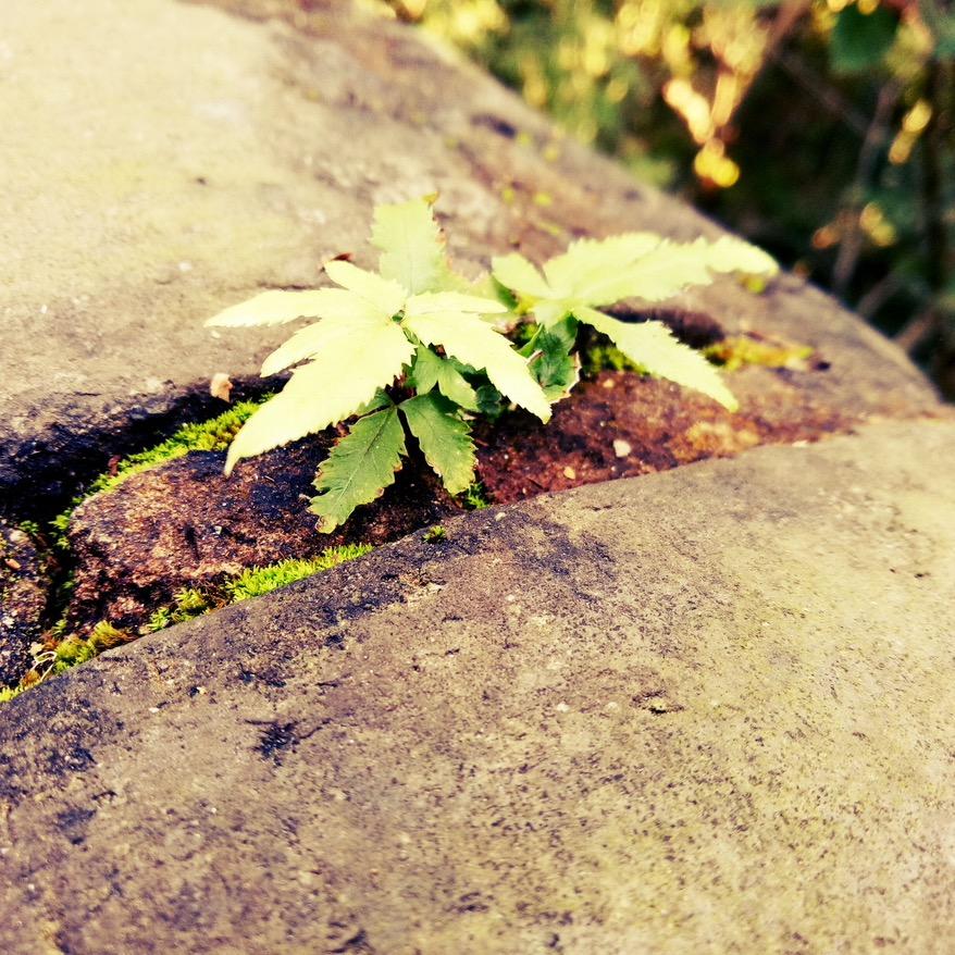 走着走着花就开了