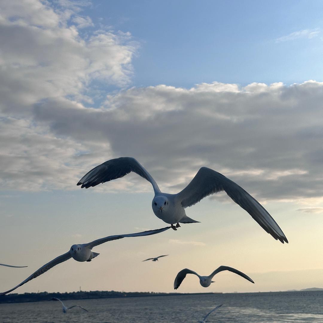 请让我再瞧瞧你的双眼