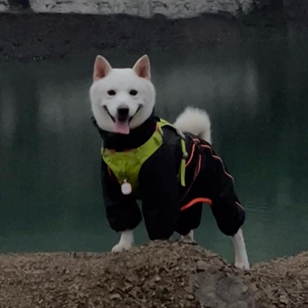芋圆是白柴