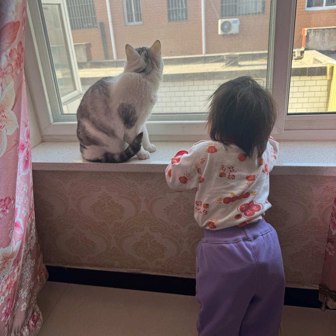 监控下的猫