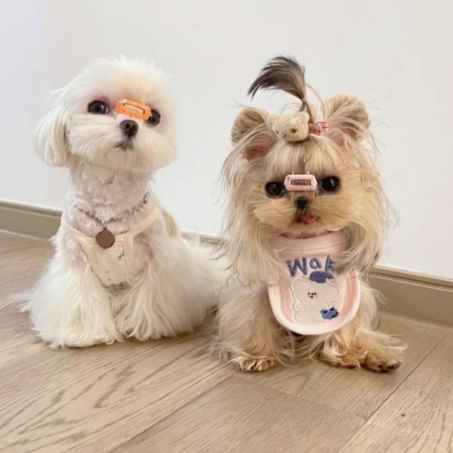 老舅的马戏团🐻