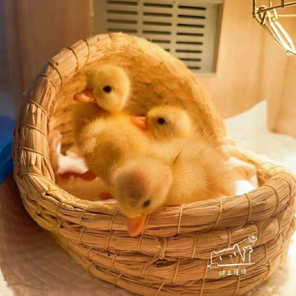 @莆田禽苗批发（全国代发）