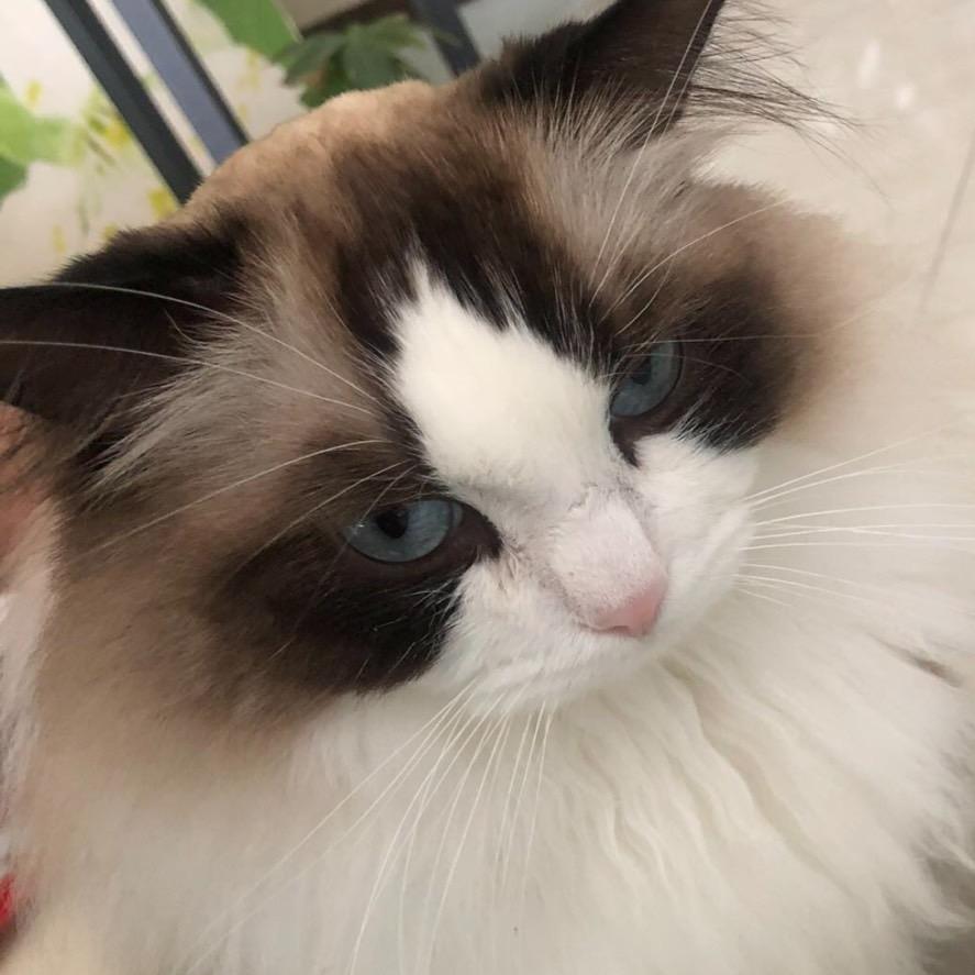 钓小猫