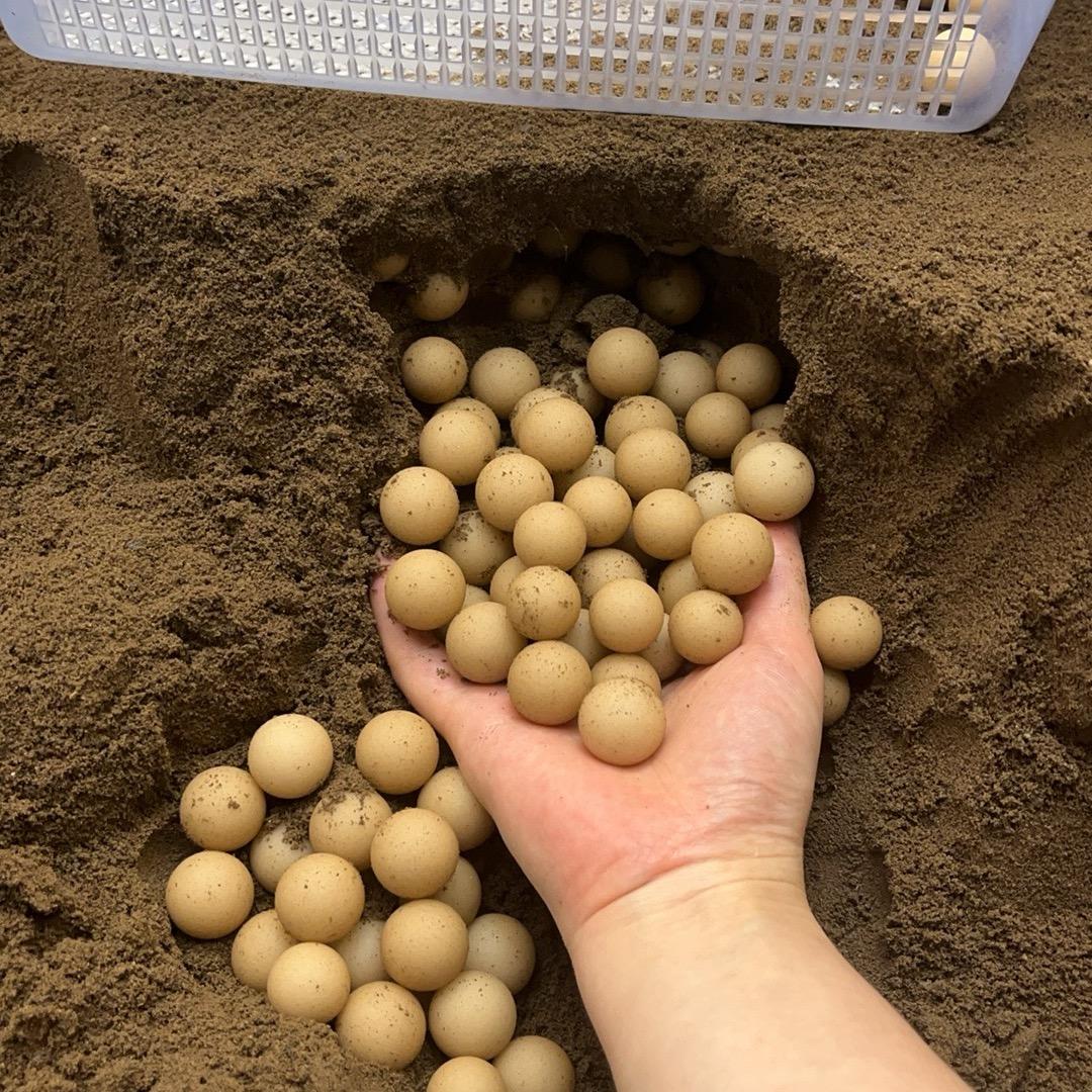 丫丫家的蛋