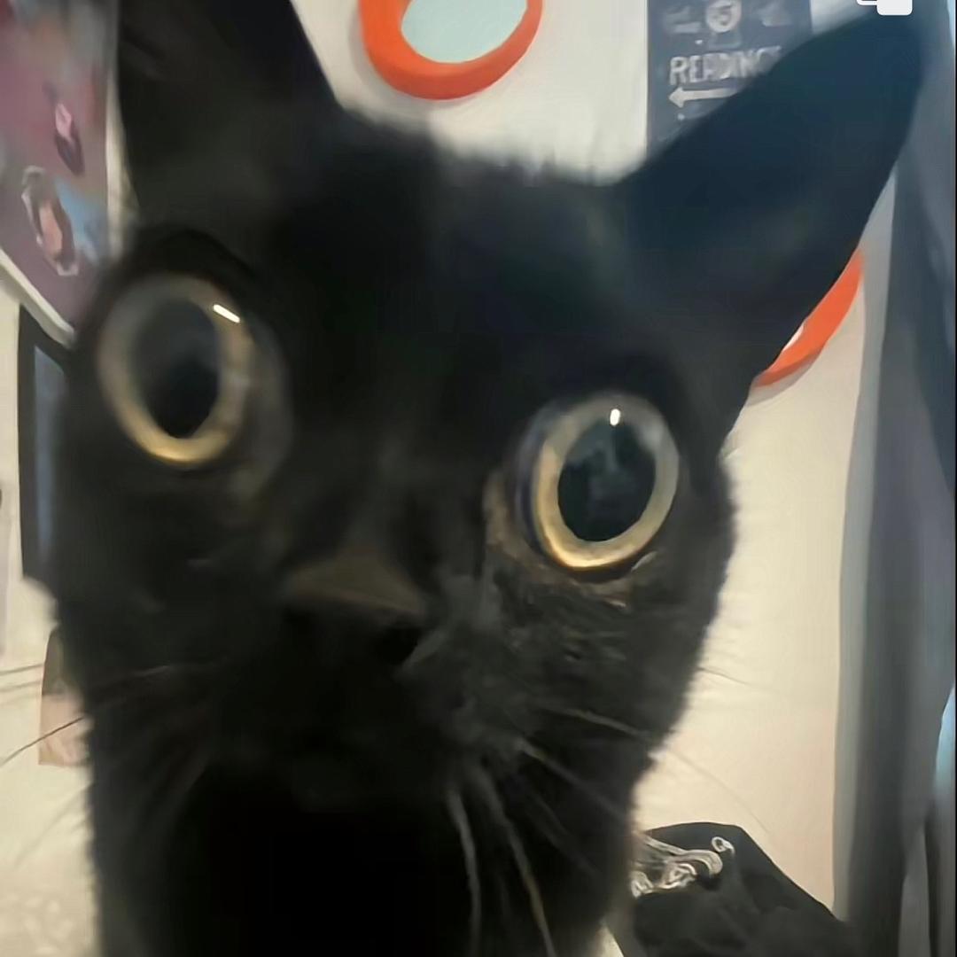 遛鲨鱼的猫