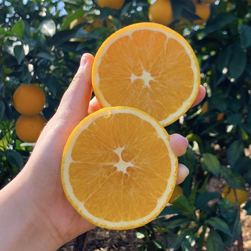 嘴硬生鲜『赣南脐橙』