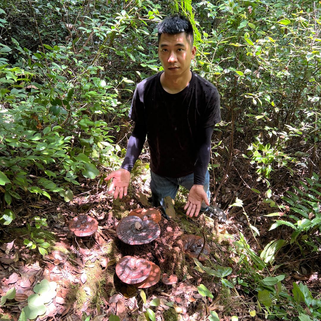 专业采，野生灵芝，小其哥