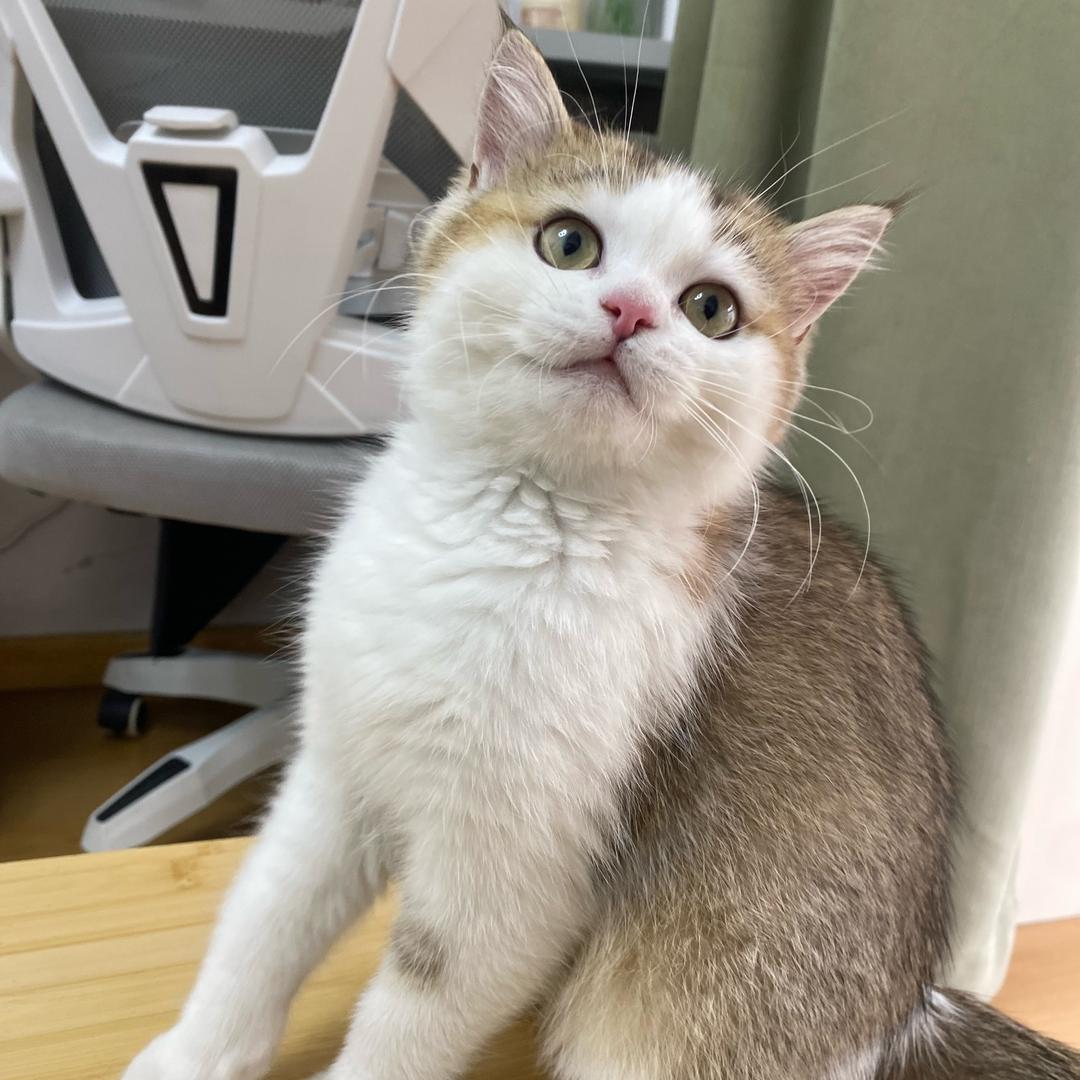 金豆是只小猪咪