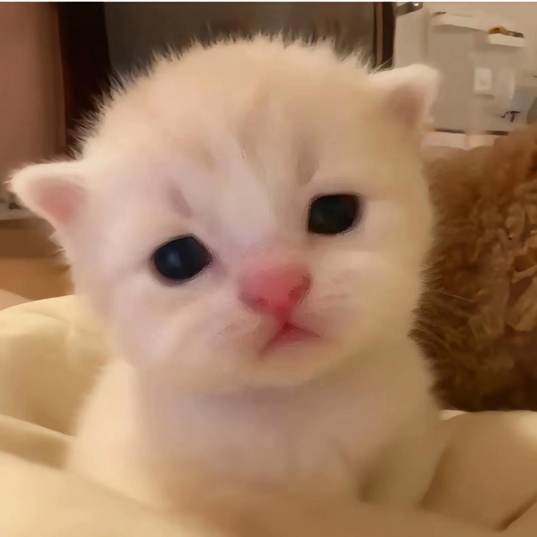 林有眠